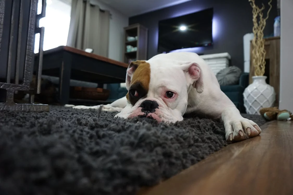 Choosing the Perfect Rug: How to Make the Right Decision